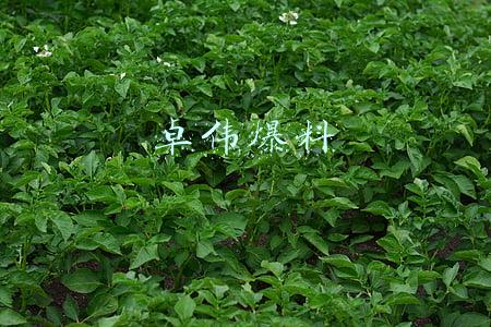 卓伟爆料