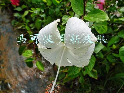 马可波罗新皮肤