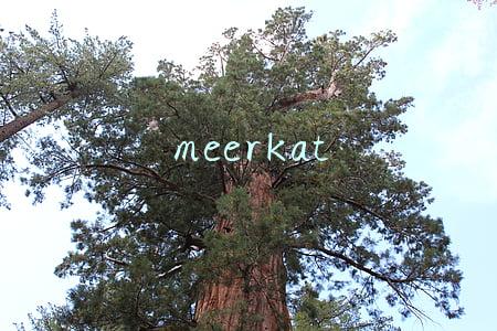 meerkat