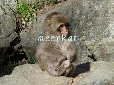 meerkat