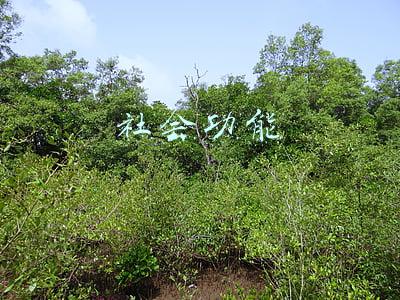 社会功能