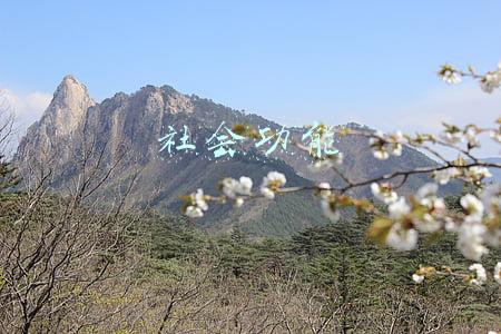 社会功能