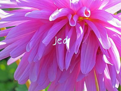 jed