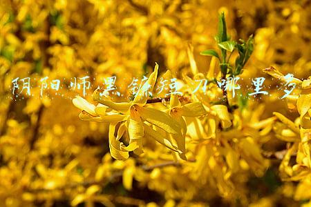 阴阳师黑镰短刀哪里多