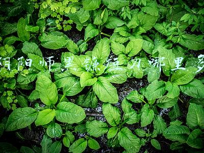 阴阳师黑镰短刀哪里多