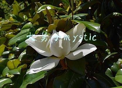大舅子mystic