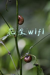 花生wifi