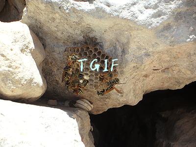 TGIF