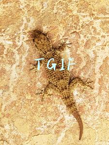 TGIF