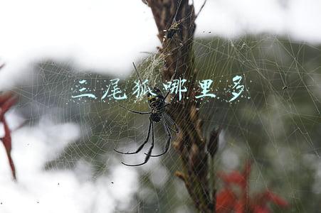 三尾狐哪里多