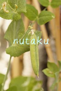 nutaku