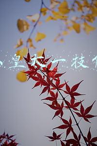 东皇太一技能