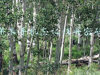 苹果手机忘记锁屏密码