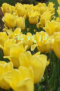 游戏ip 游戏ip