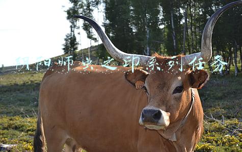 阴阳师虫之印系列任务