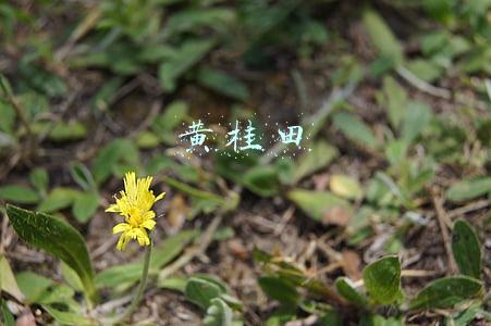 黄桂田