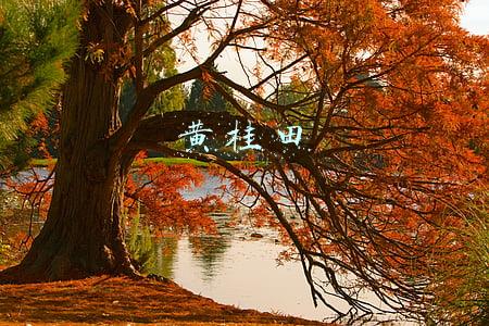 黄桂田