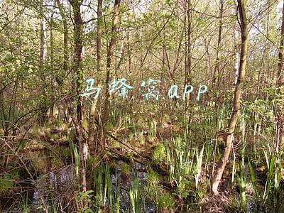 马蜂窝app
