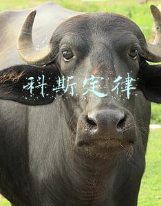 科斯定律