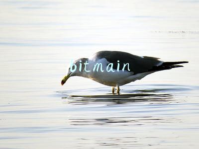 bitmain