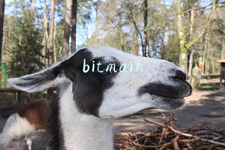 bitmain官网(比特大陆回应解除詹克团一切职务：将聚焦主业，横向发展)