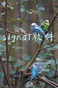 signal软件