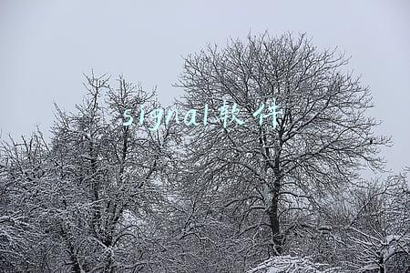 signal软件