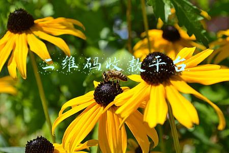 二维码收款平台电话(事关个人收款码，微信、支付宝发布公告)