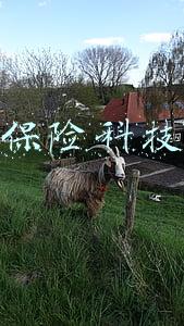 保险科技