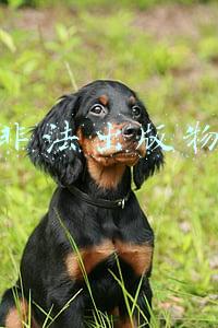 非法出版物