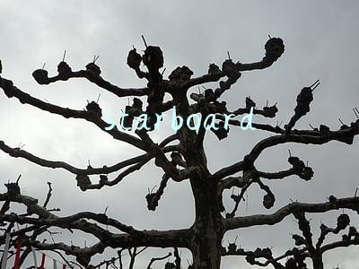 starboard