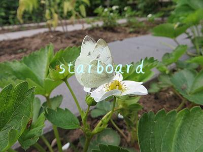 starboard