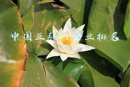 中国互联网企业排名