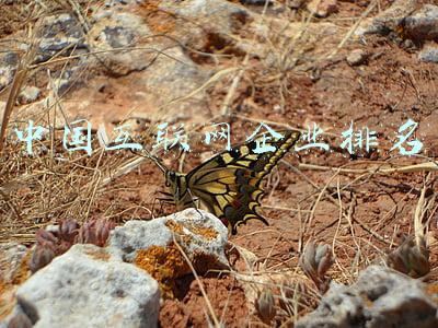 中国互联网企业排名