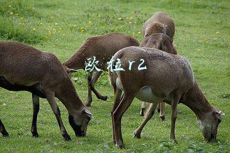欧拉r2 欧拉r2