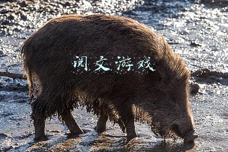 阅文游戏