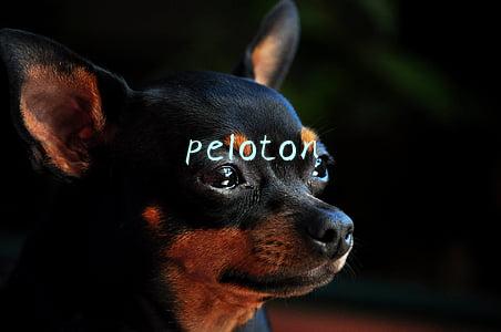peloton