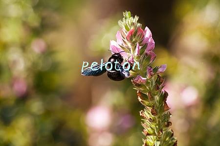 peloton peloton