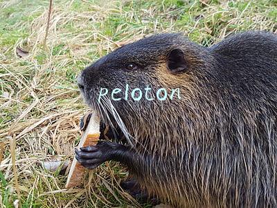 peloton