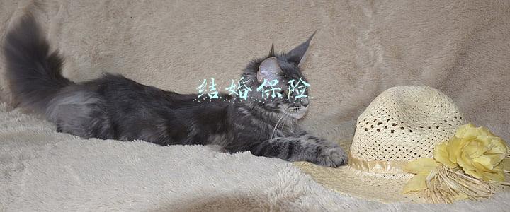 结婚保险