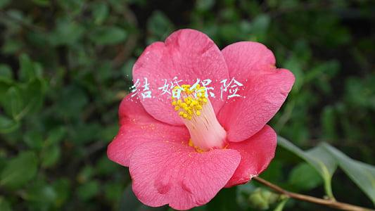 结婚保险