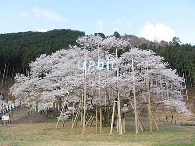 upbit