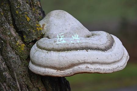 医典