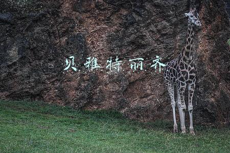 贝雅特丽齐