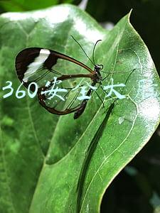 360安全大脑