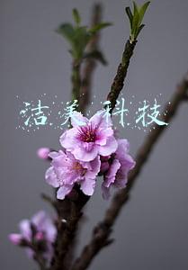 洁美科技