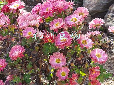 杭州巨响最新消息今天(警方回应杭州地区现巨响：未发生爆炸，怀疑是音爆)