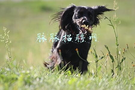 脉脉招聘网