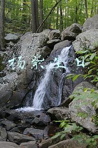 杨紫生日