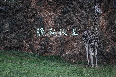 隐私设置